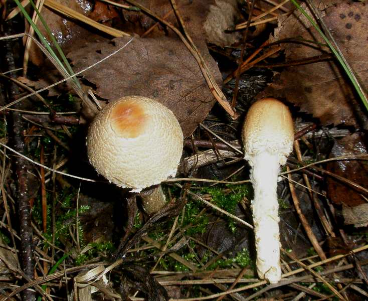 1_lepiota_sp_2a.jpg