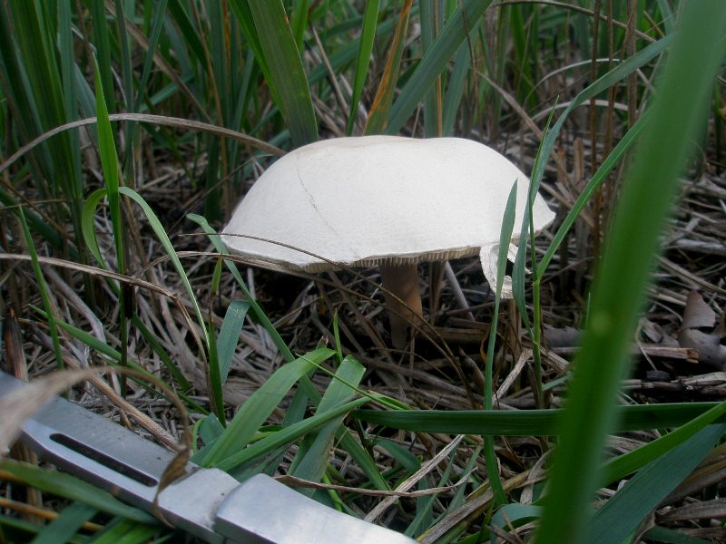 1_leucoagaricus_leucothites_1.jpg