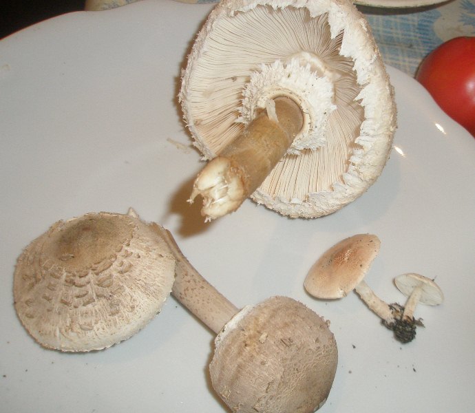 1_macrolepiota_lepiota_1.jpg