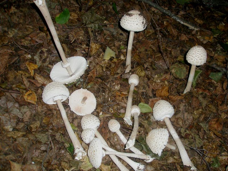 1_macrolepiota_procera_1.jpg