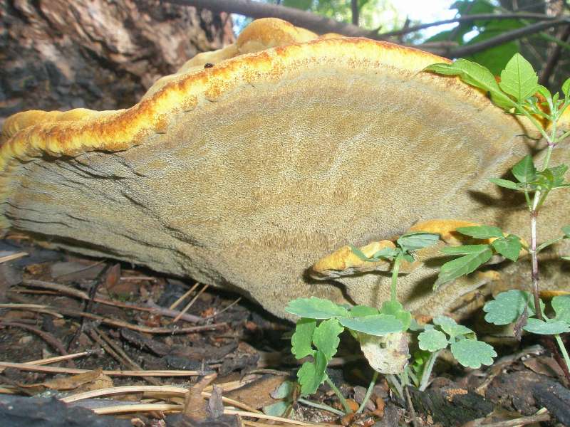 1_phaeolus_schweinizii_1a.jpg