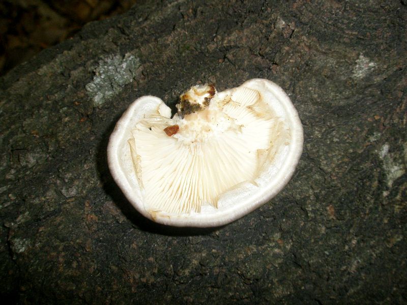 1_pleurotus_caliptratus_1a.jpg