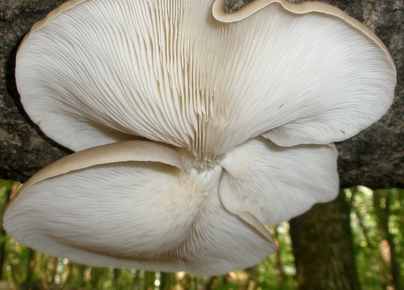1_pleurotus_ostreatus_1a.jpg