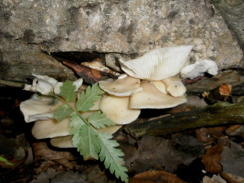 1_pleurotus_pulmonarius_1a.jpg