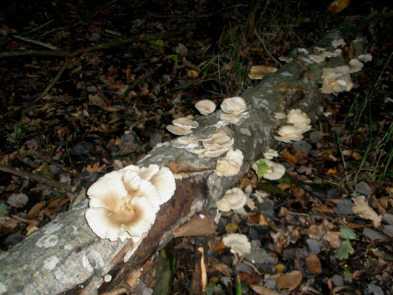 1_pleurotus_pulmonarius_1b.jpg