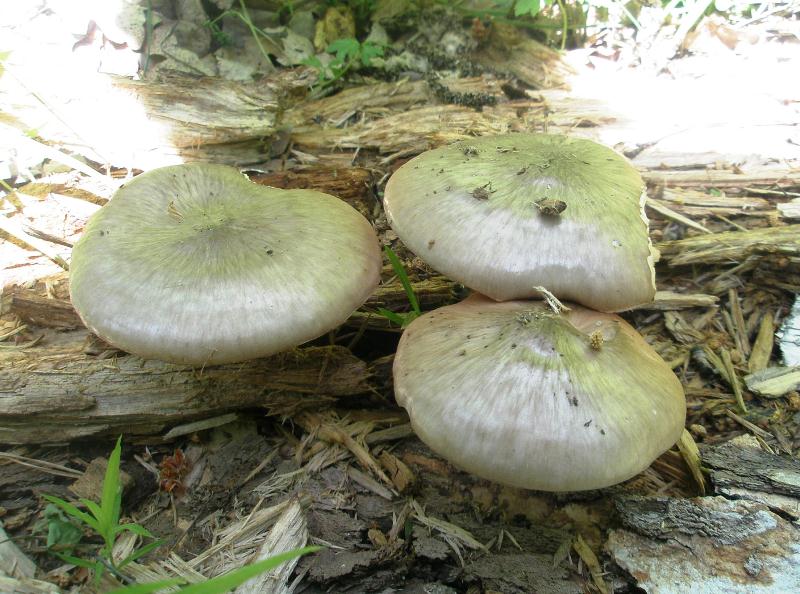 1_pluteus_cervinus.jpg