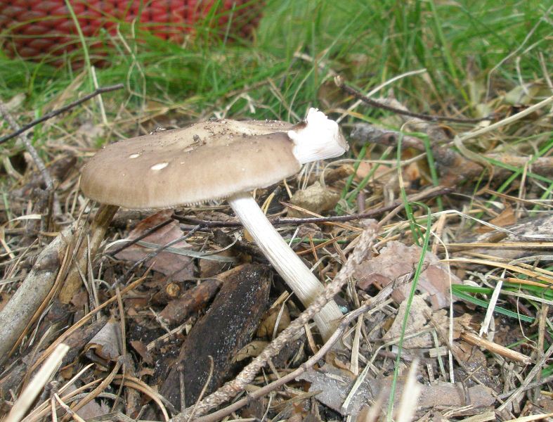 1_pluteus_cervinus_1.jpg