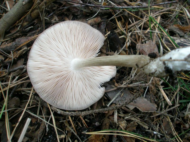 1_pluteus_cervinus_1a.jpg