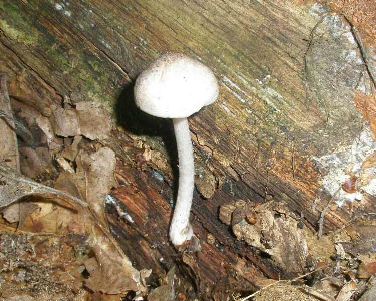 1_pluteus_hispidulus_1.jpg
