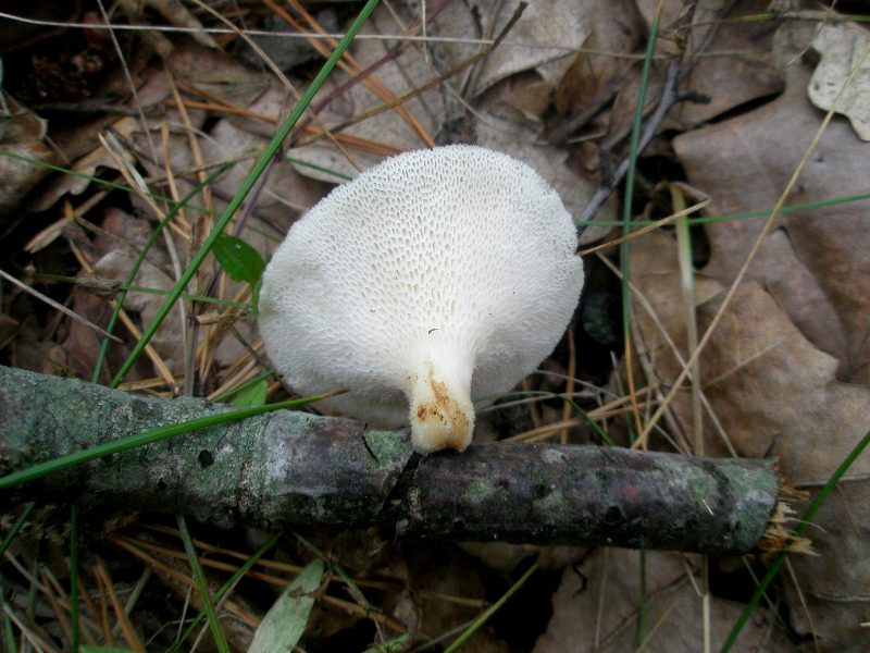 1_polyporus_tuberaster_1a_1.jpg