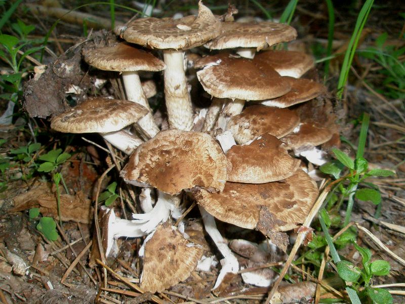 1_psathyrella_caput-medusae_1.jpg