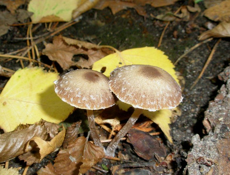 1_psathyrella_pennata_1.jpg