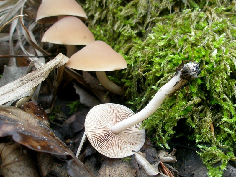 1_psathyrella_spadicea_2.jpg