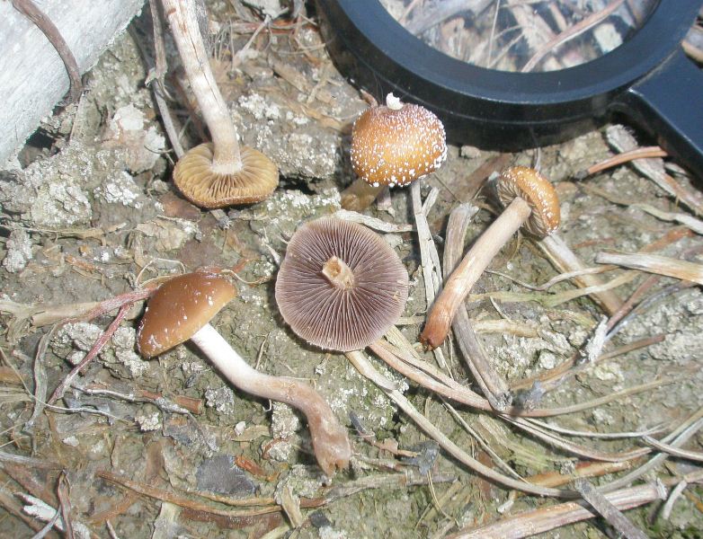 1_psilocybe_sp_1a.jpg