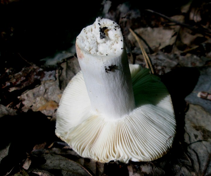 1_russula_pectinata_1b.jpg