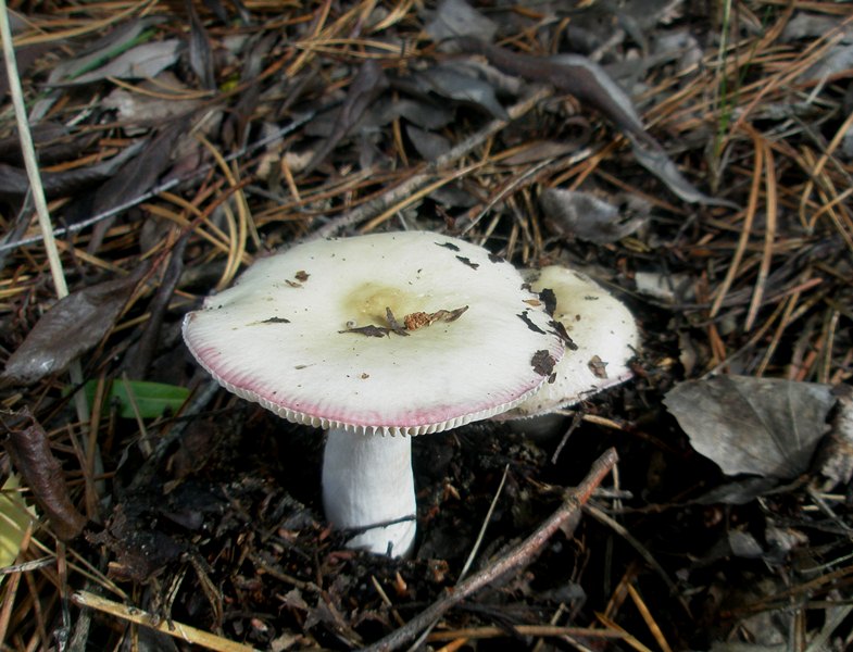 1_russula_sp_1.jpg