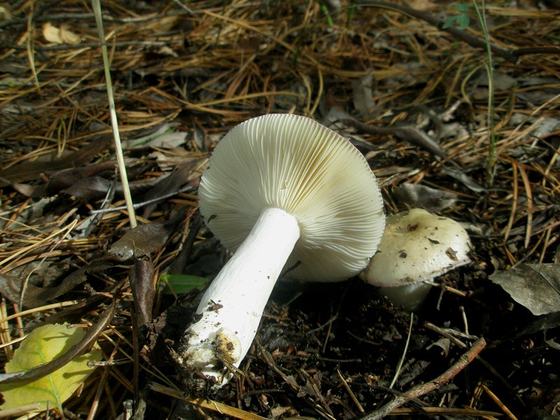1_russula_sp_1b.jpg