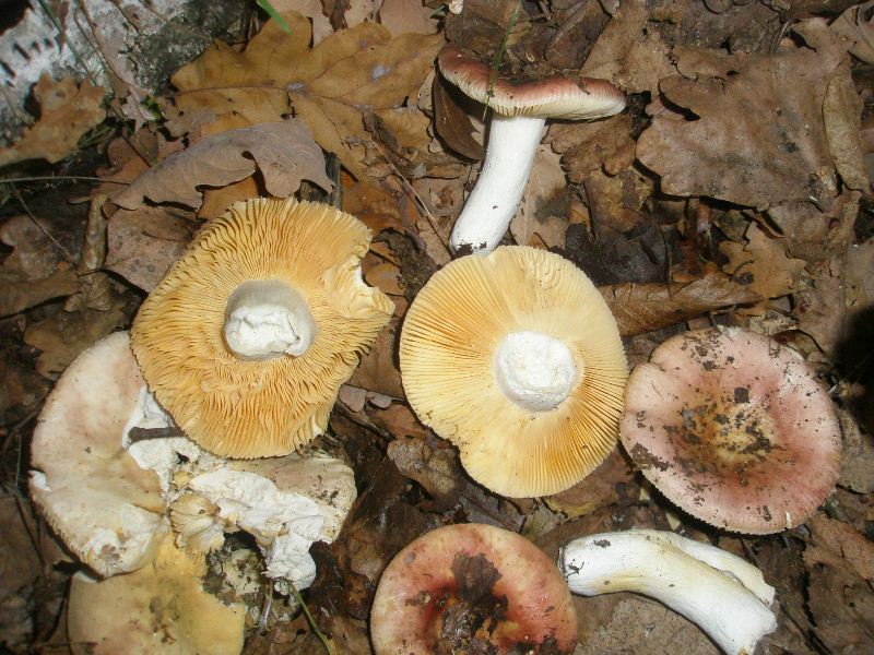 1_russula_sp_1h.jpg