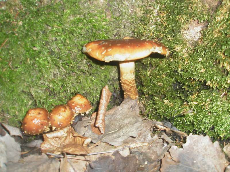 1_stropharia_albocrenulata_1.jpg