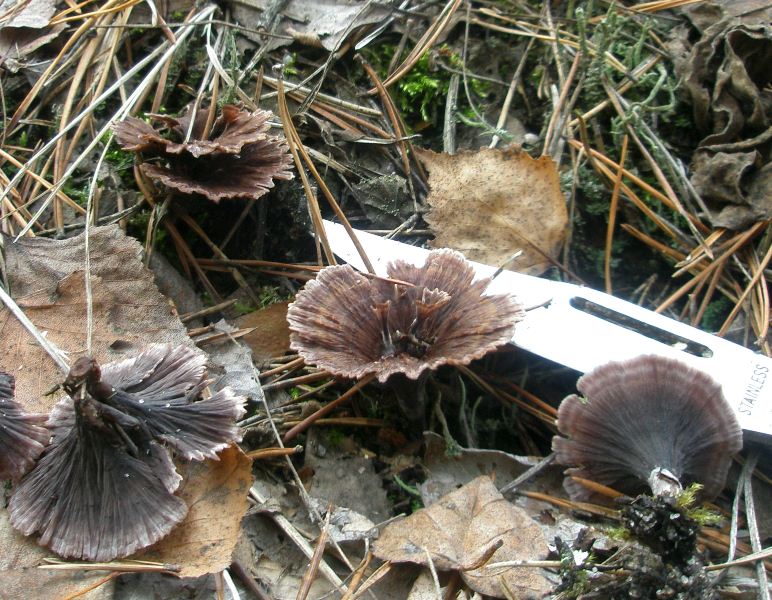 1_thelephora_cariopholia_1.jpg