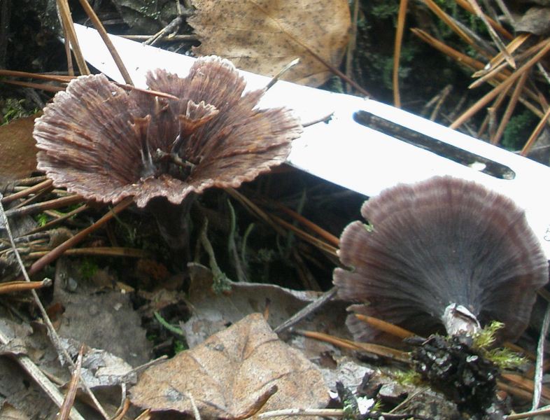 1_thelephora_cariopholia_1c.jpg