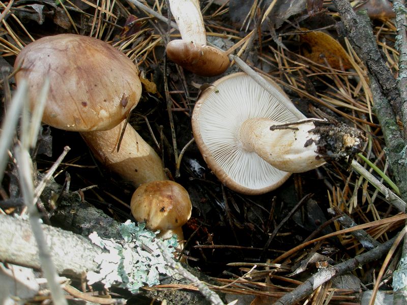 1_tricholoma_albobrunneum_1b.jpg