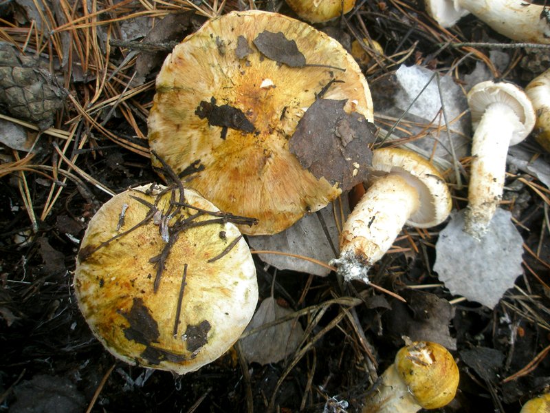1_tricholoma_focale_1.jpg