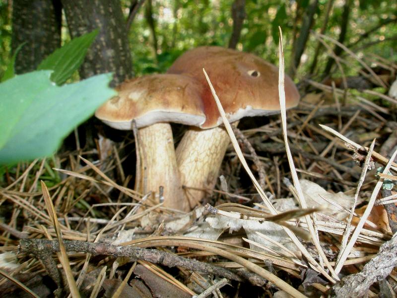 1_tylopilus_felleus_1.jpg