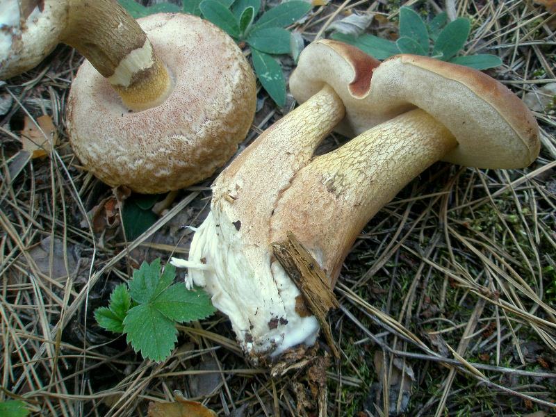 1_tylopilus_felleus_1a.jpg