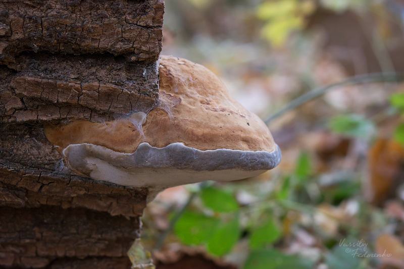 fomes-fomentarius-01.jpg