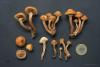 kuehneromyces-mutabilis-02_t1.jpg