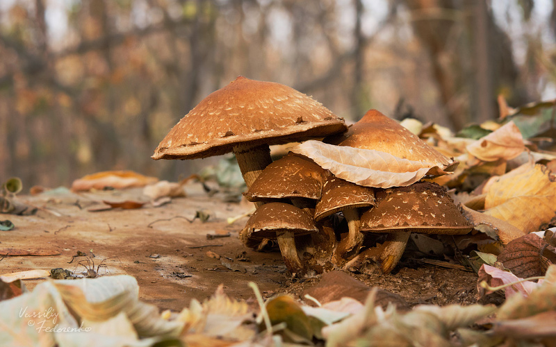 pholiota-populnea.jpg