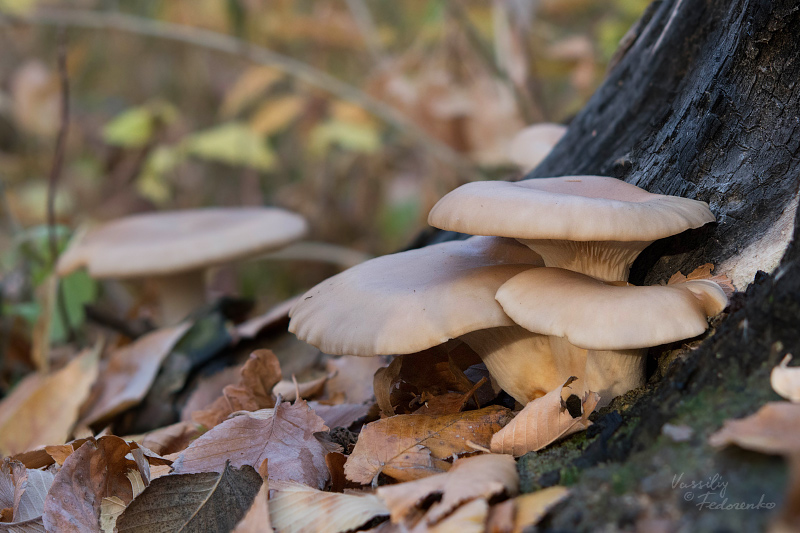 pleurotus-ostreatus-01.jpg
