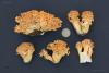 ramaria-aurea-01_t1.jpg