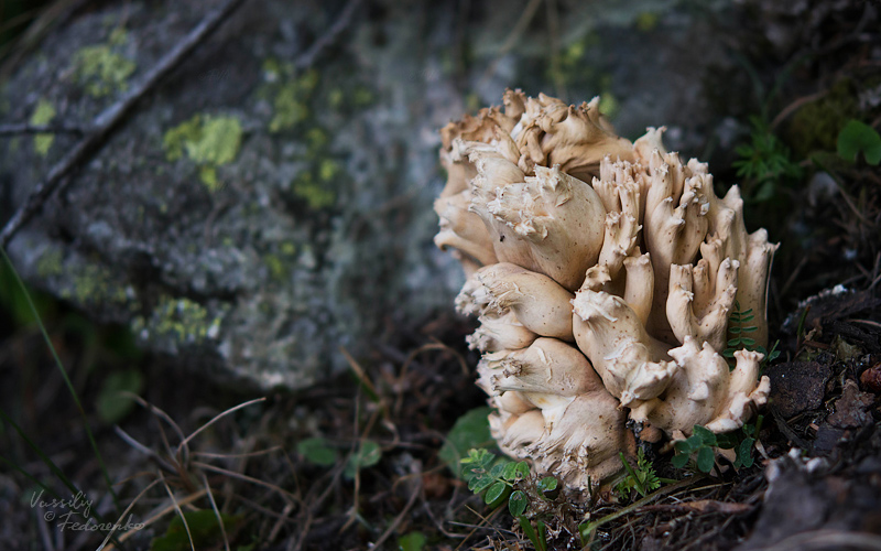 ramaria-sp-01.jpg