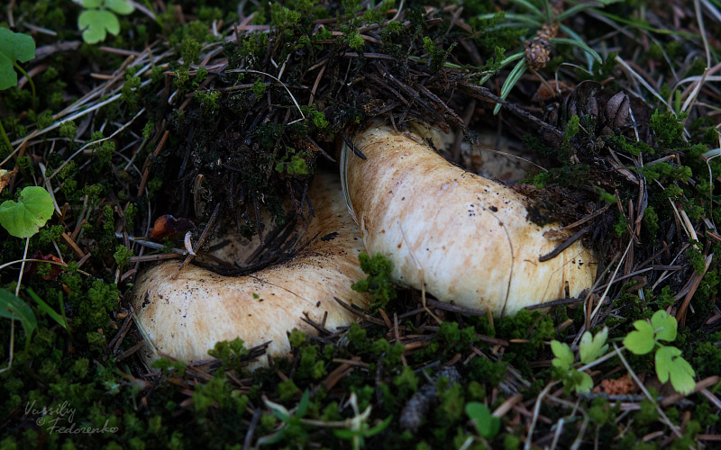 russula-delica-01.jpg