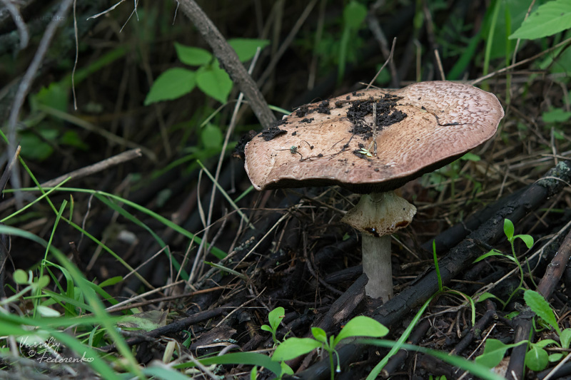 agaricus-01.jpg