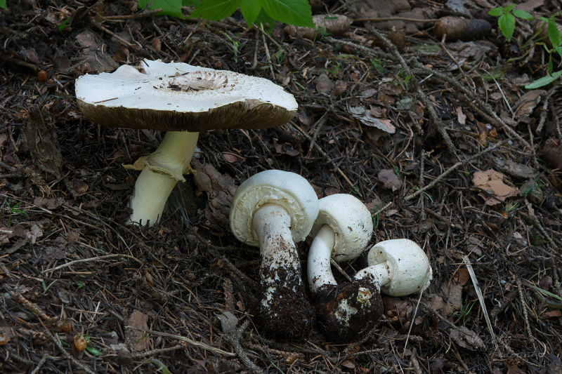 agaricus-01_1.jpg