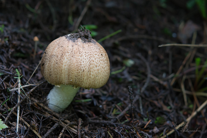 agaricus-01_2.jpg
