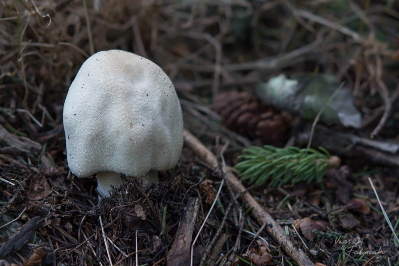 agaricus-01_3.jpg