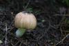 agaricus-01_t1_2.jpg