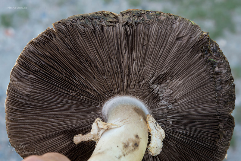 agaricus-02.jpg