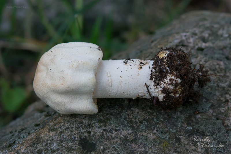 agaricus-02_1.jpg