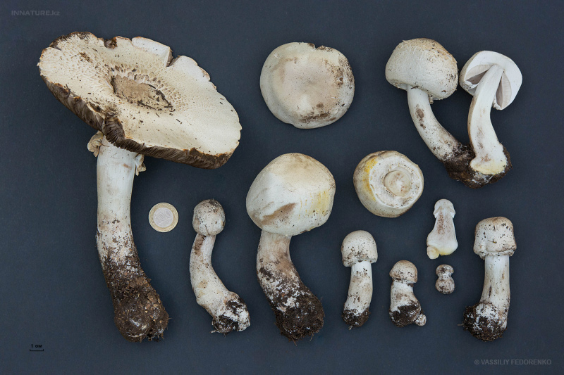 agaricus-03.jpg