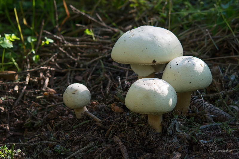 agaricus-03_1.jpg