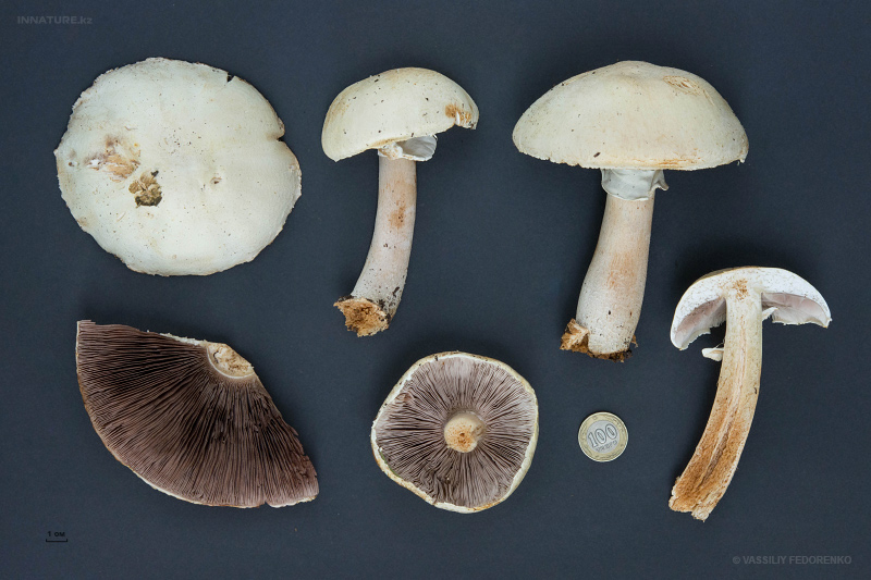 agaricus-05.jpg