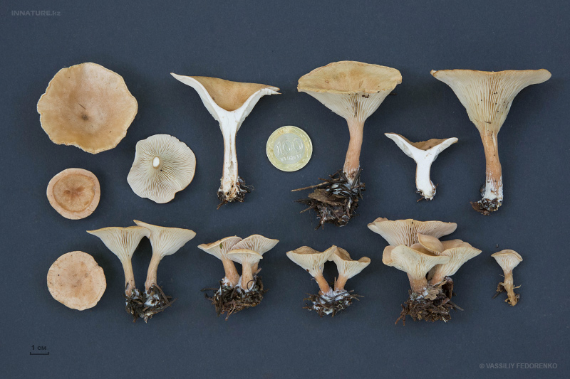 clitocybe-03.jpg