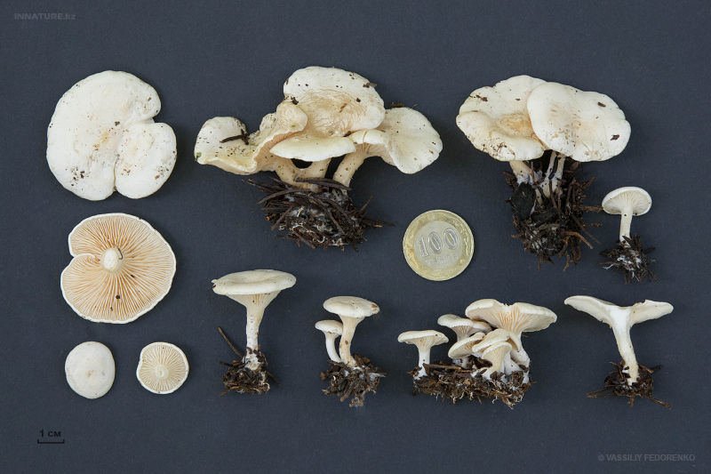 clitocybe-04.jpg