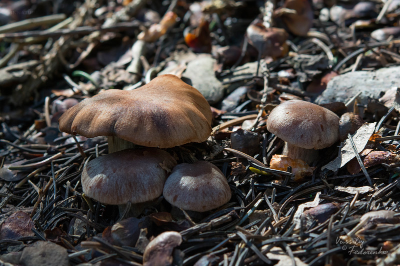 cortinarius-01.jpg