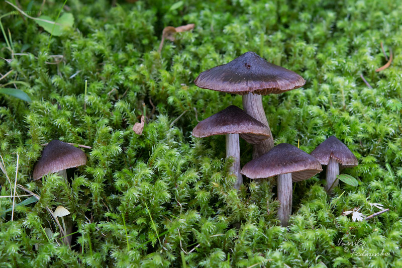 cortinarius-01_1.jpg